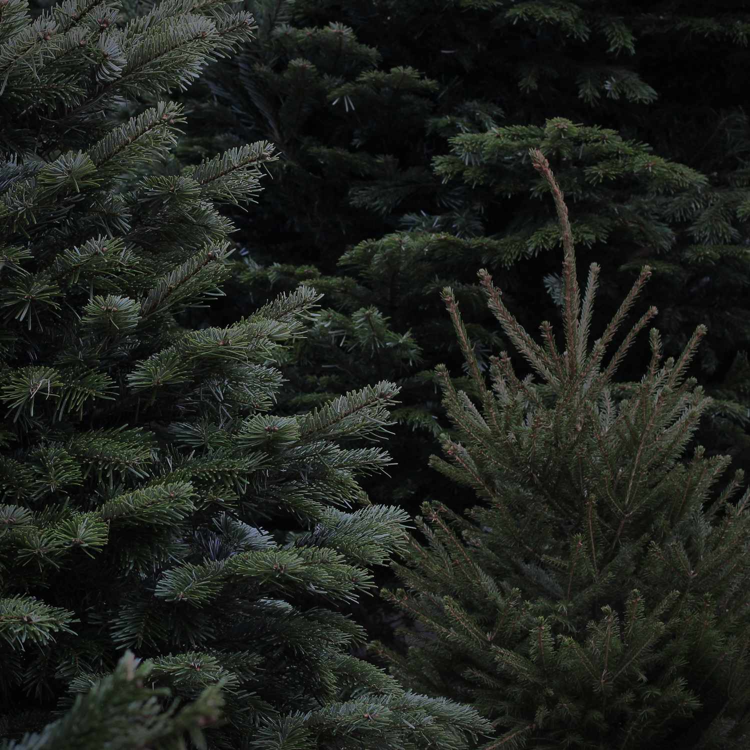 Christmas Trees Online