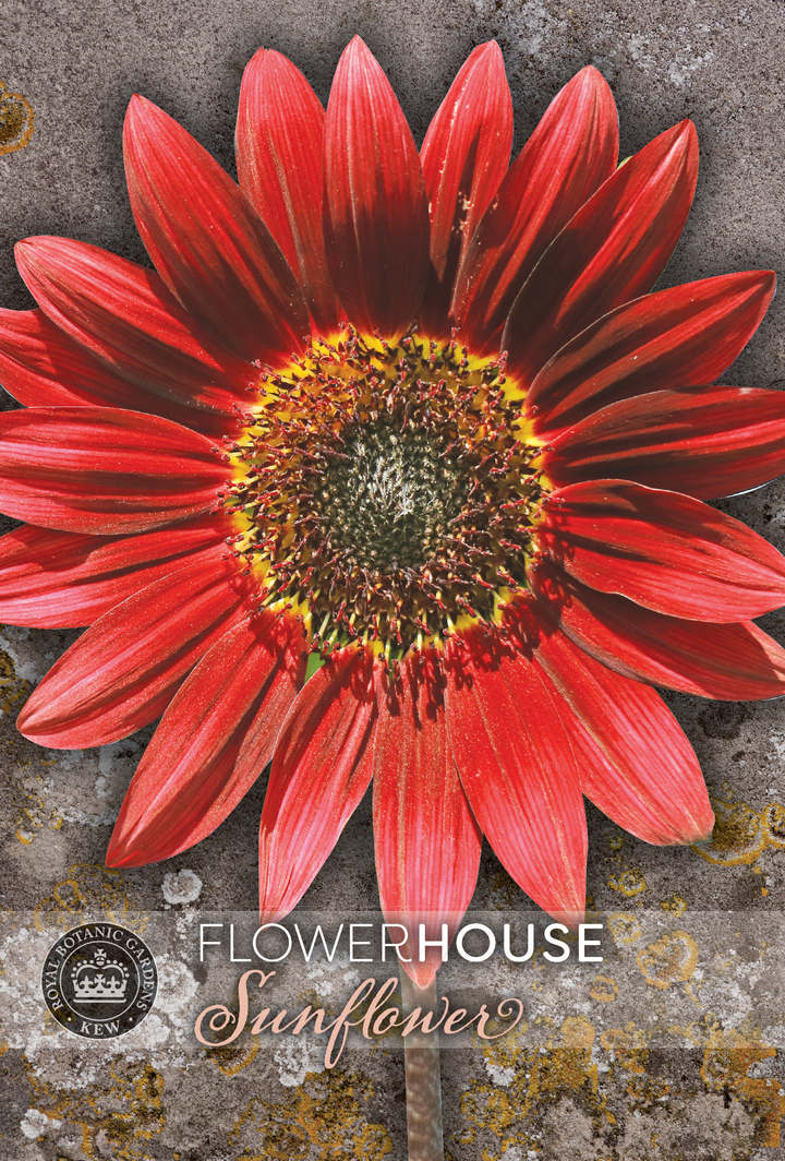 Kew Flower Seeds