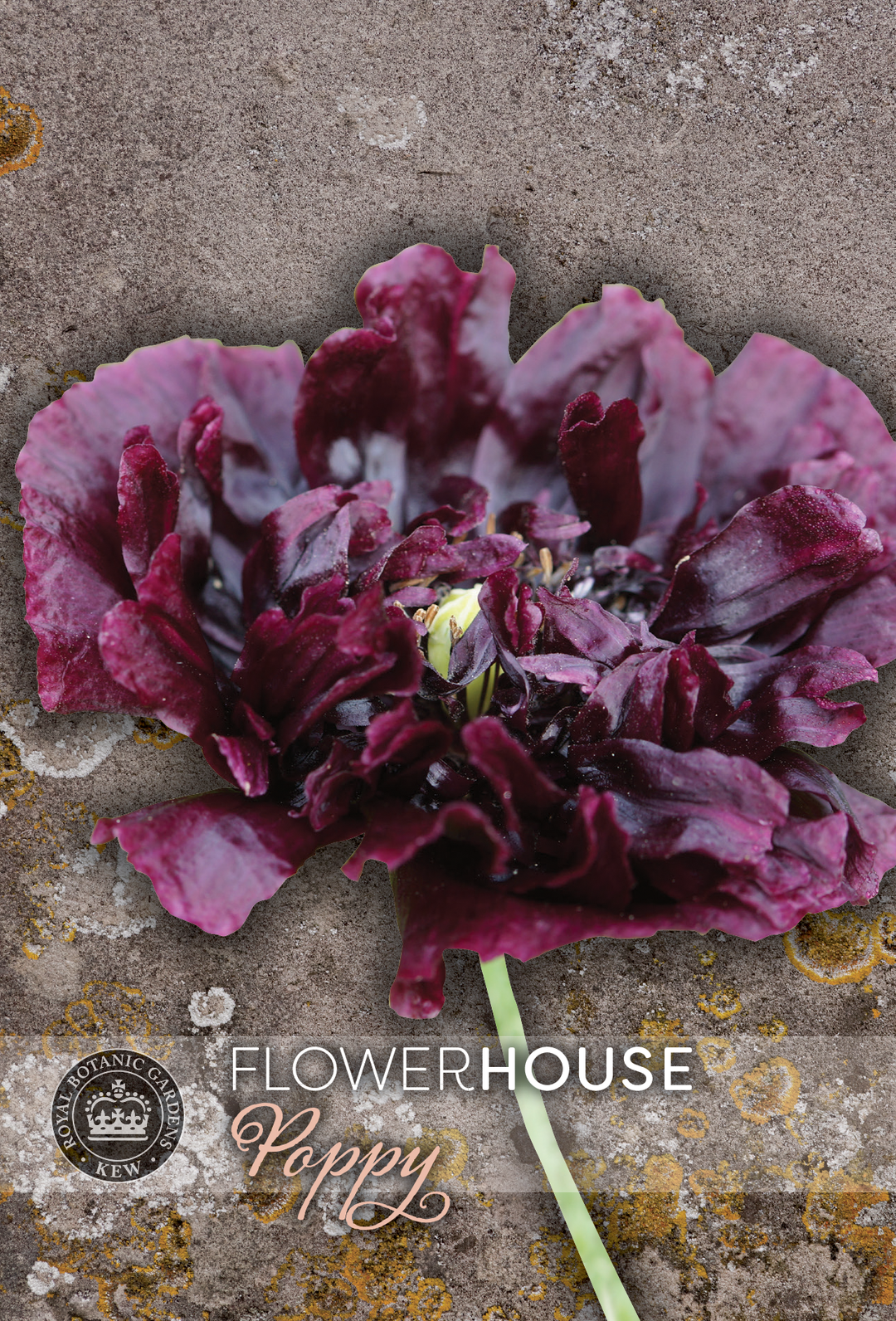 Kew Flower Seeds
