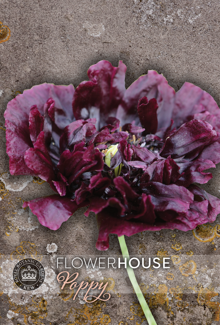 Kew Flower Seeds