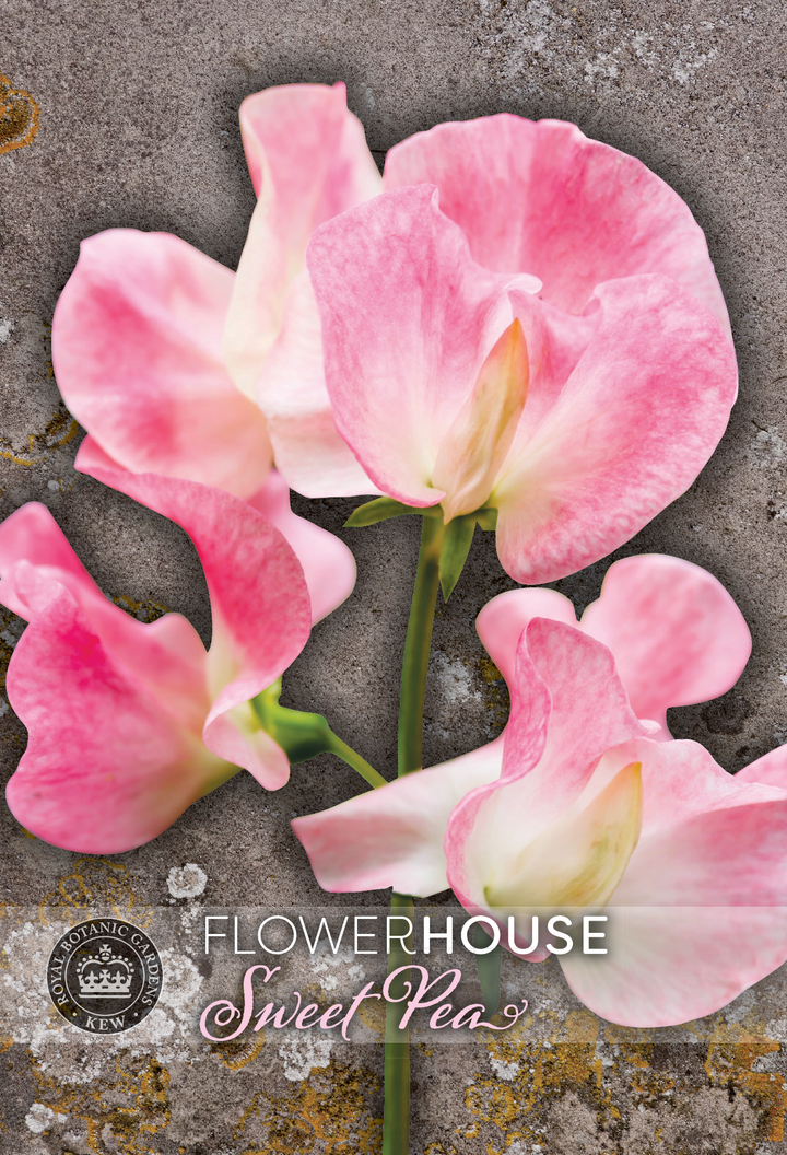Kew Flower Seeds