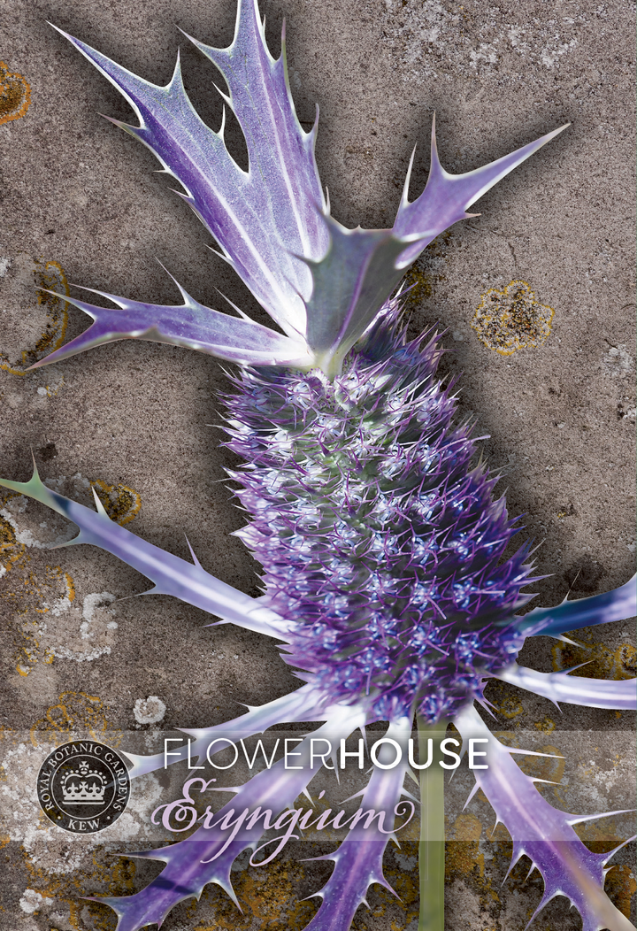 Kew Flower Seeds