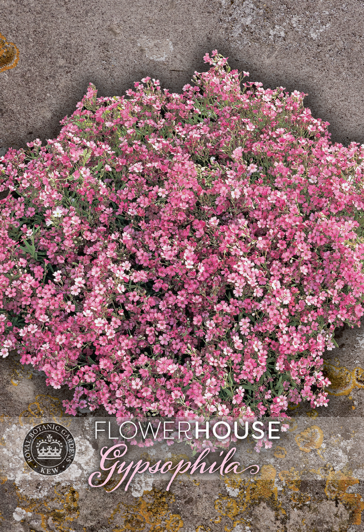 Kew Flower Seeds