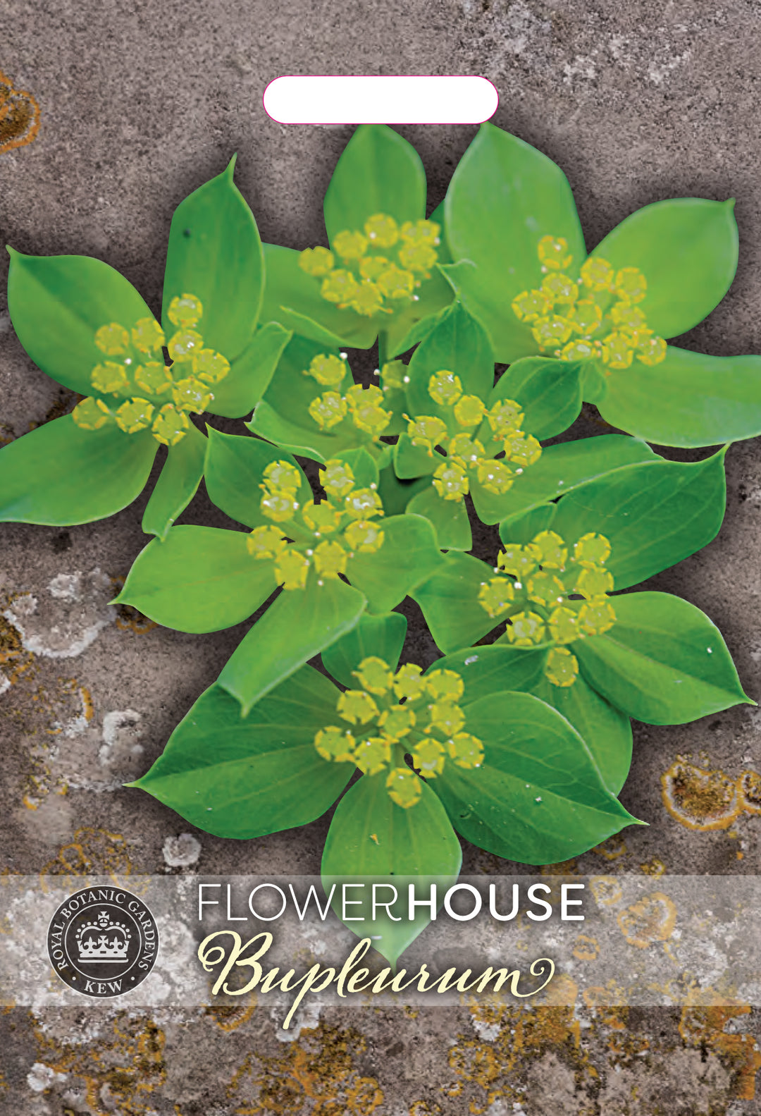 Kew Flower Seeds