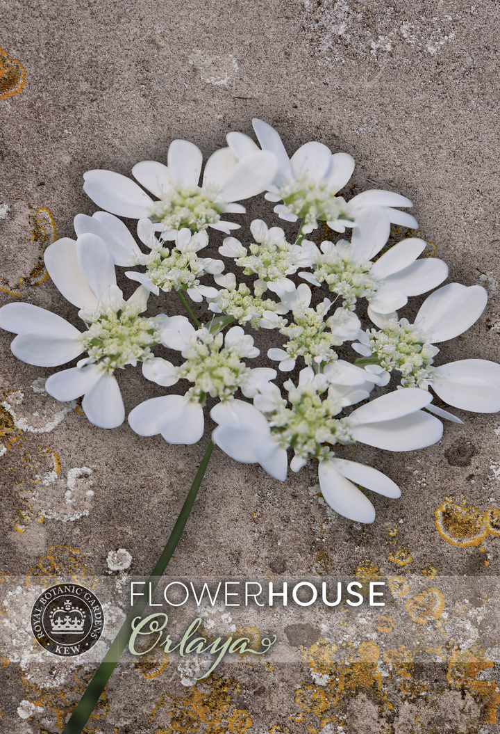 Kew Flower Seeds