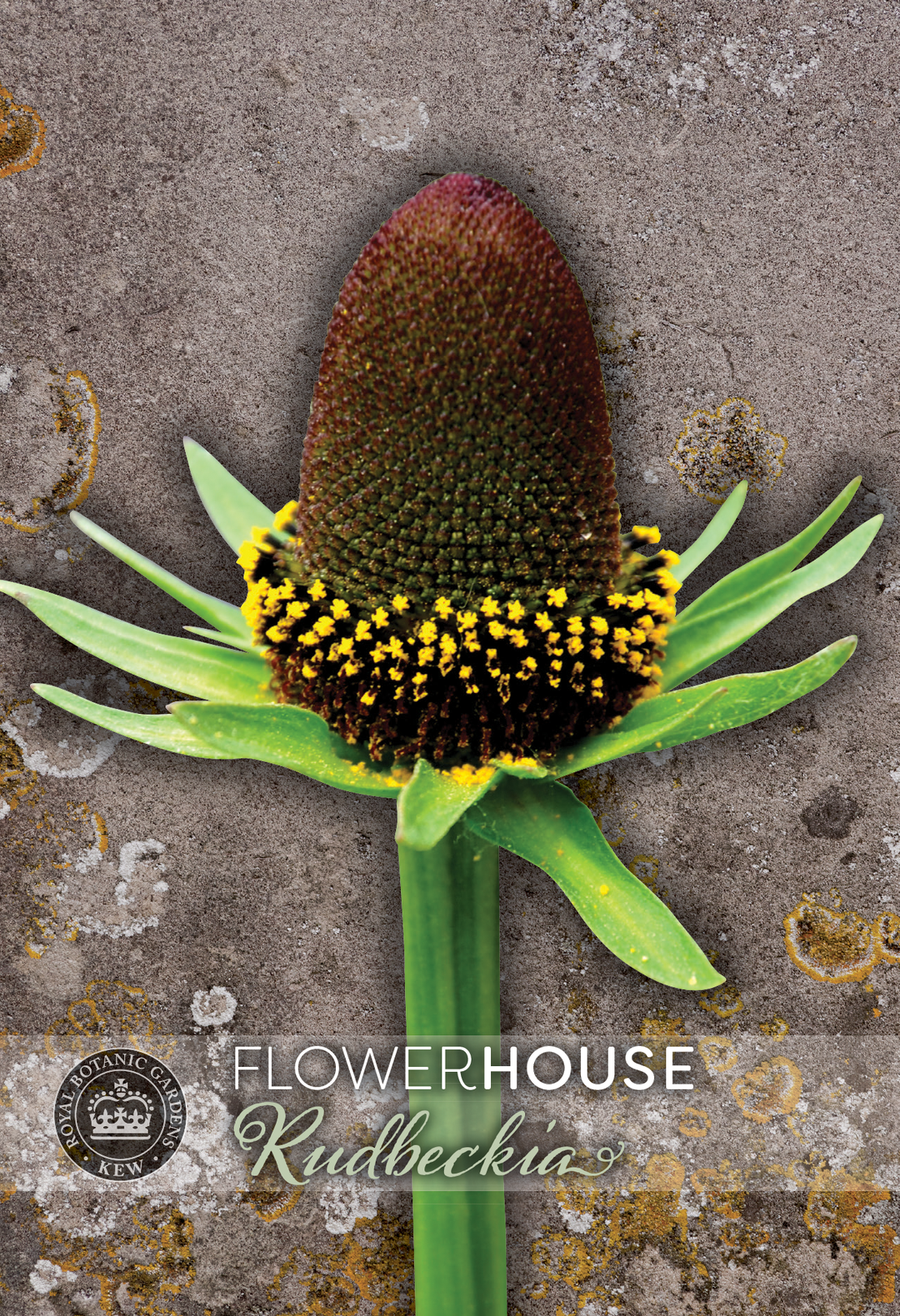 Kew Flower Seeds