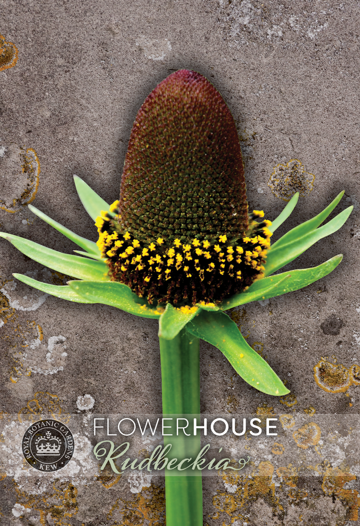 Kew Flower Seeds