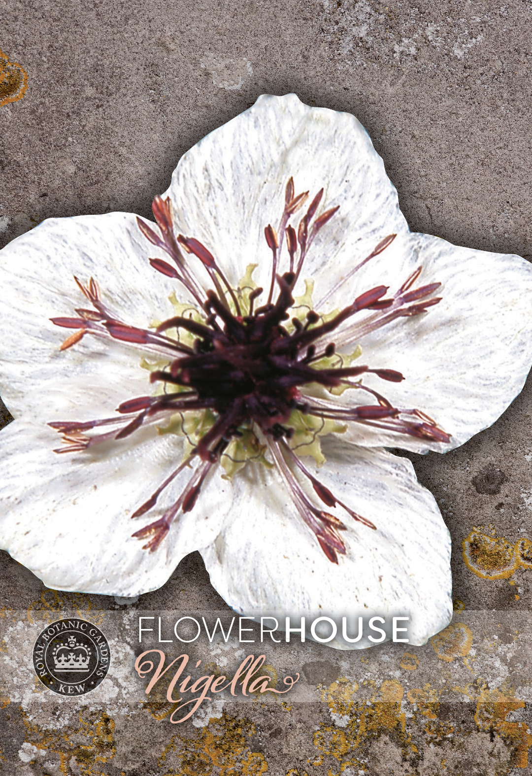 Kew Flower Seeds