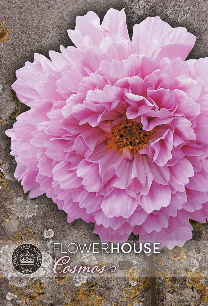 Kew Flower Seeds