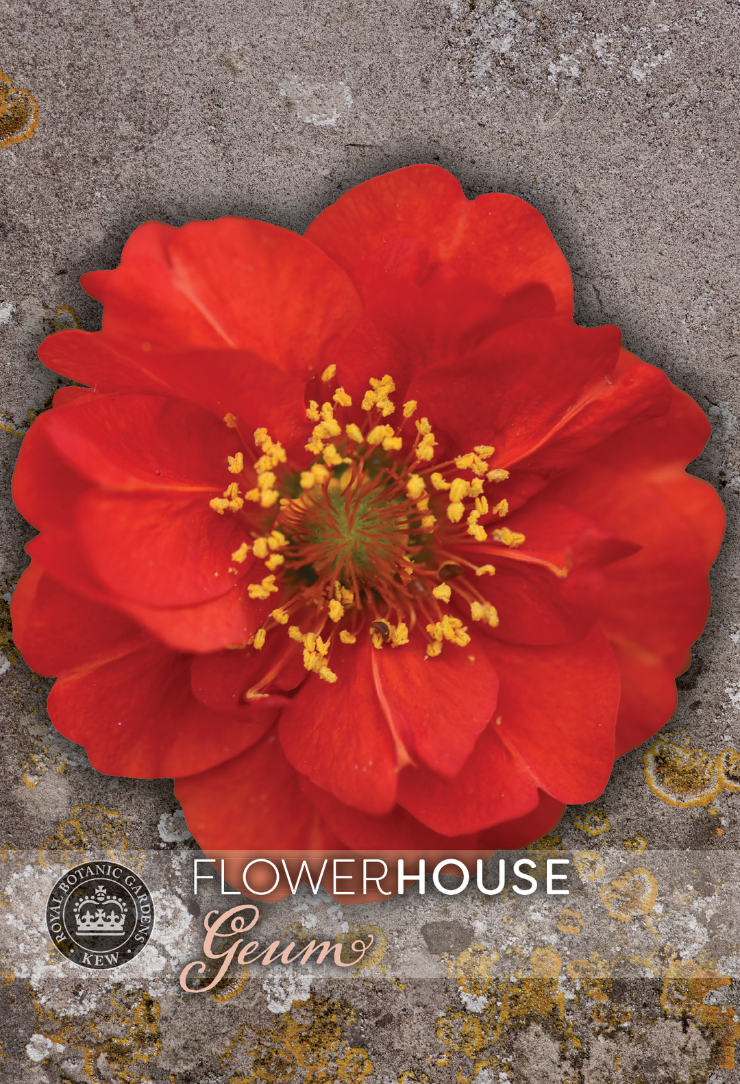 Kew Flower Seeds