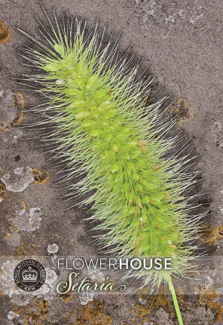 Kew Flower Seeds