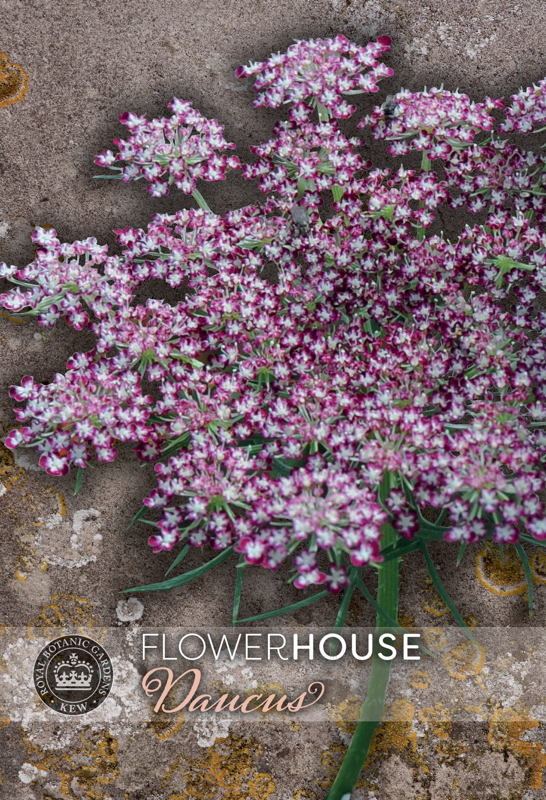 Kew Flower Seeds