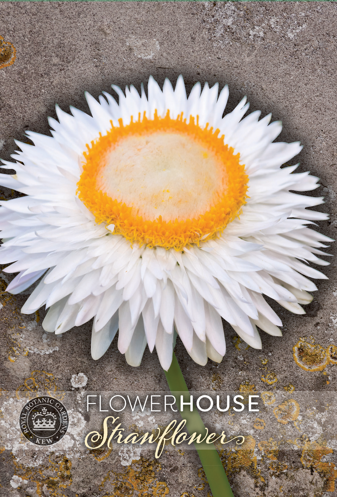 Kew Flower Seeds