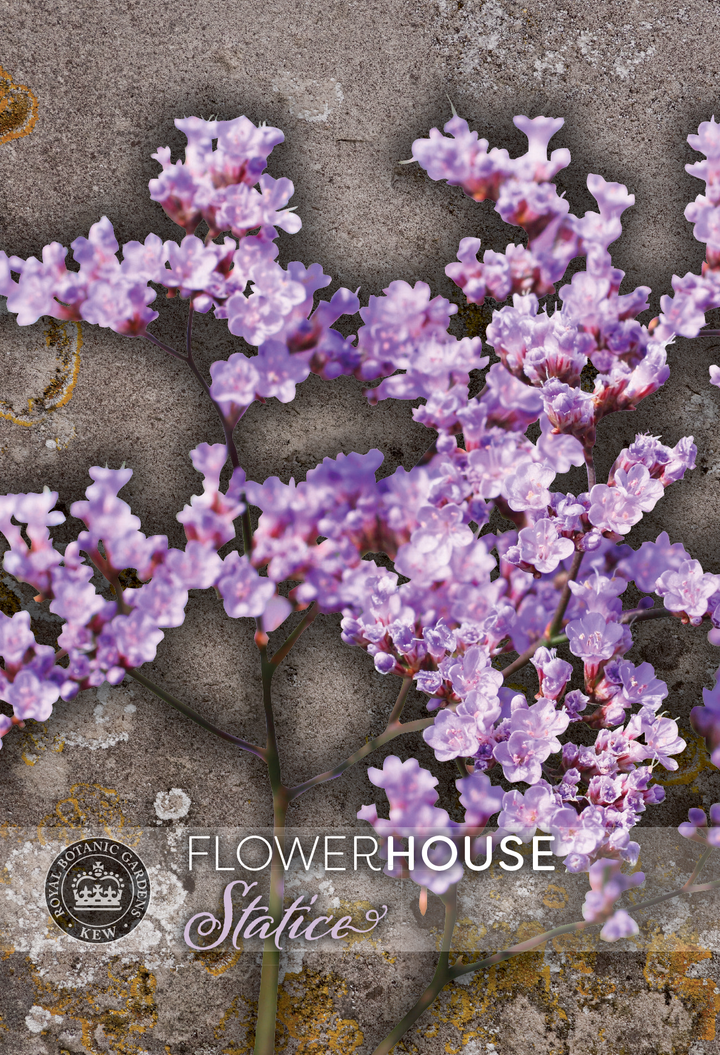 Kew Flower Seeds