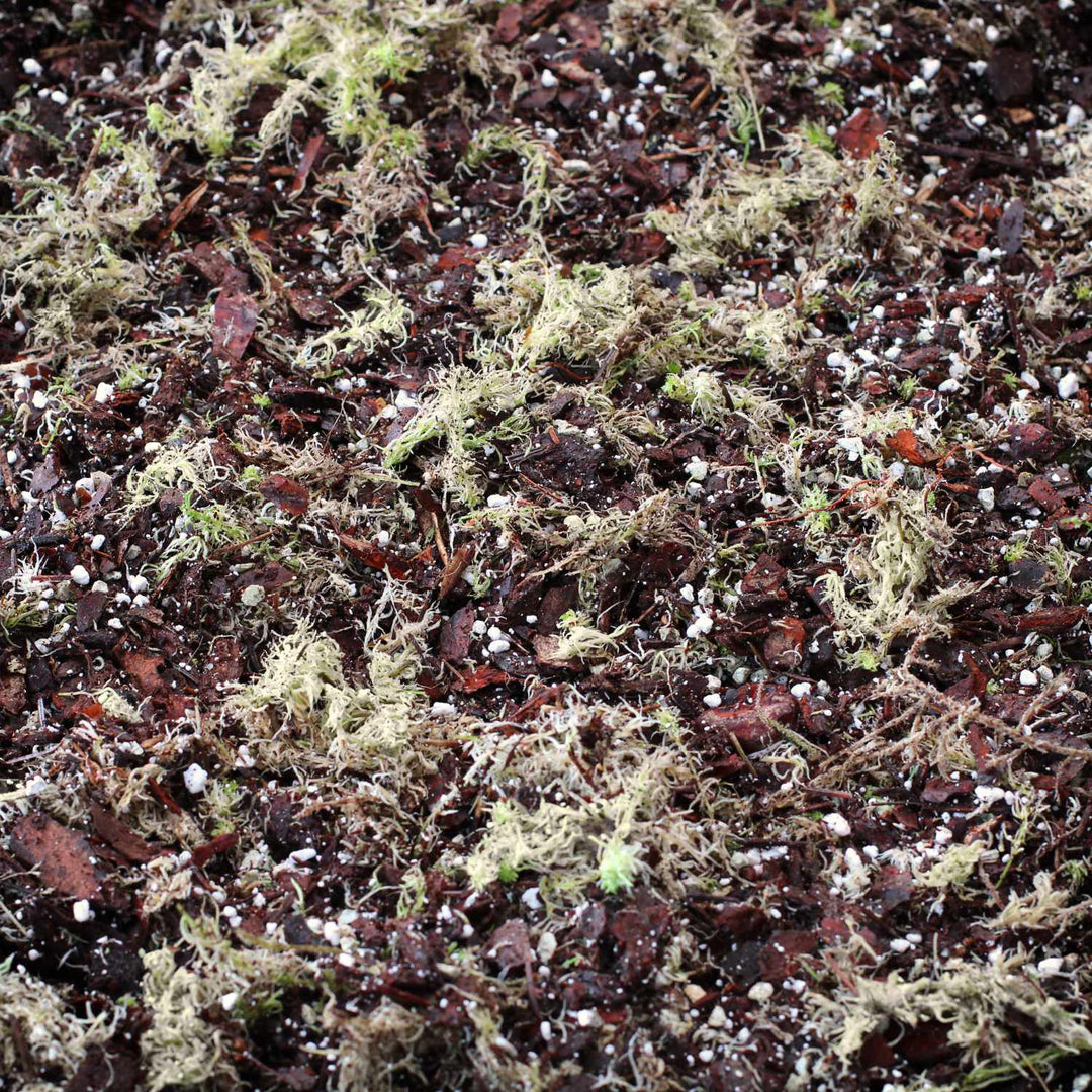 anthurium orchid soil Anthurium & Orchid Blend – Trevenson Moor Limited, Cornwall