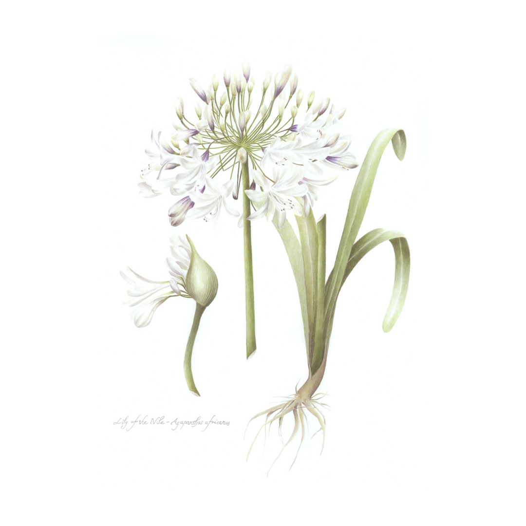 Malgosia Revell Flower Card A5
