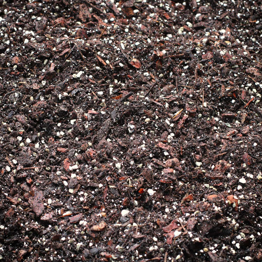 philodendron monstera soil Monstera & Philodendron Blend – Trevenson Moor Limited, Cornwall