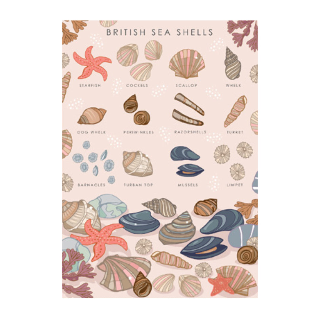 British Sea Shells